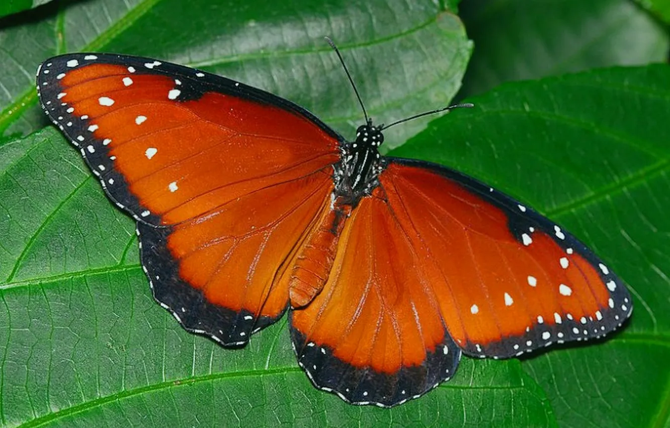 Photo wallpaper leaves, microsemi, butterfly, wings, insect, beautiful, closeup