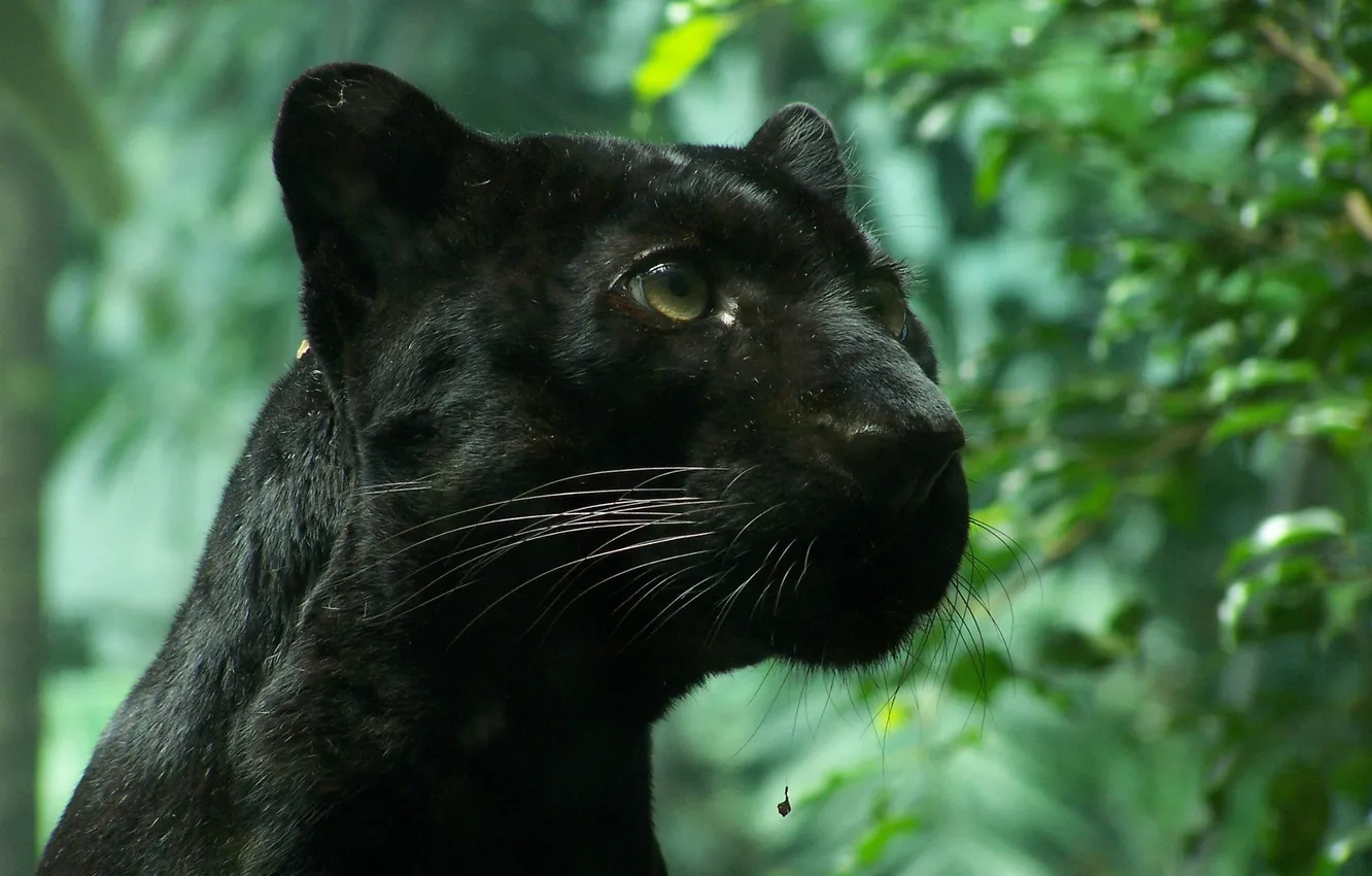 Photo wallpaper foliage, wild cat, black Panther