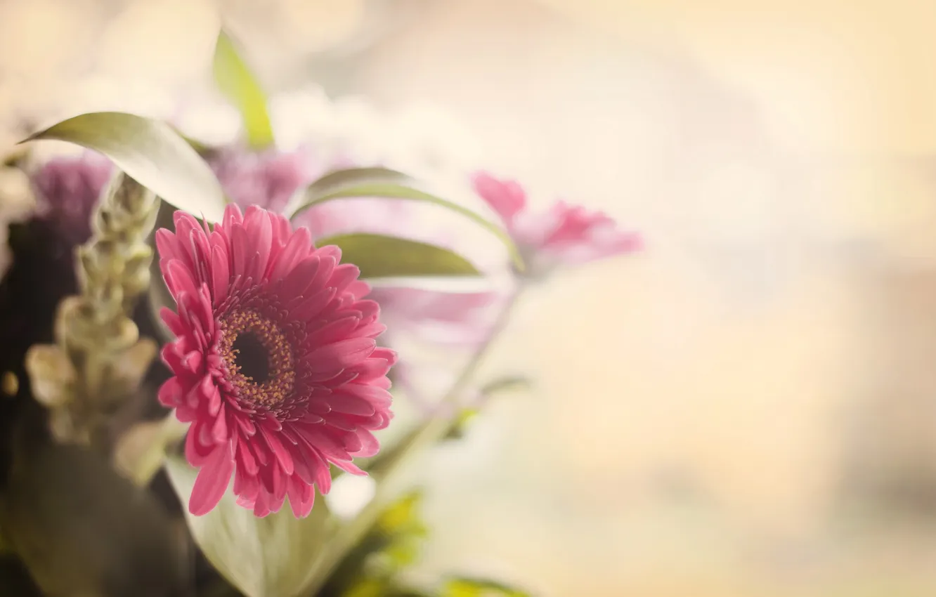 Photo wallpaper summer, flowers, nature