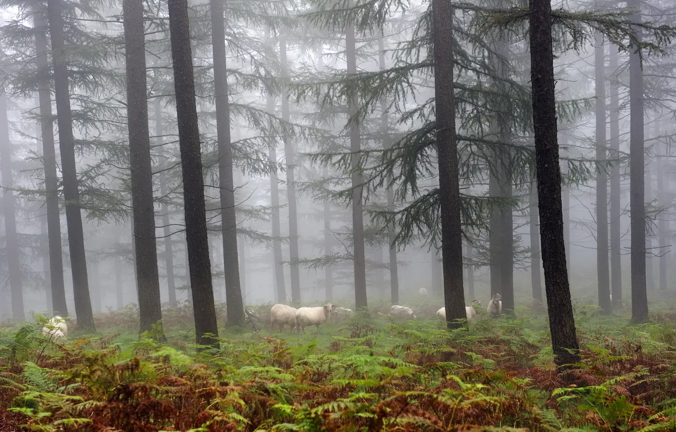 Photo wallpaper forest, nature, fog, sheep