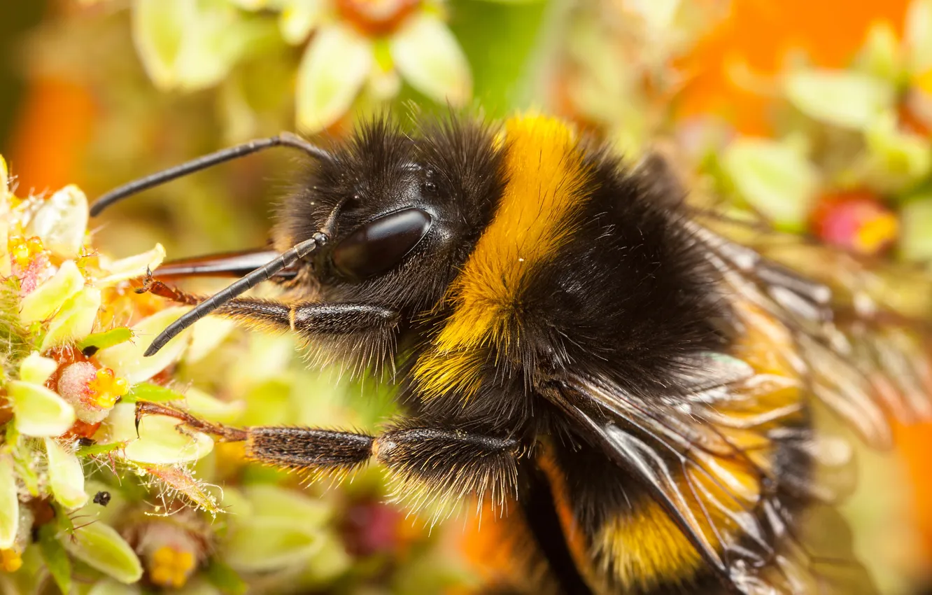 Photo wallpaper flowers, OSA, insect, antennae, bokeh