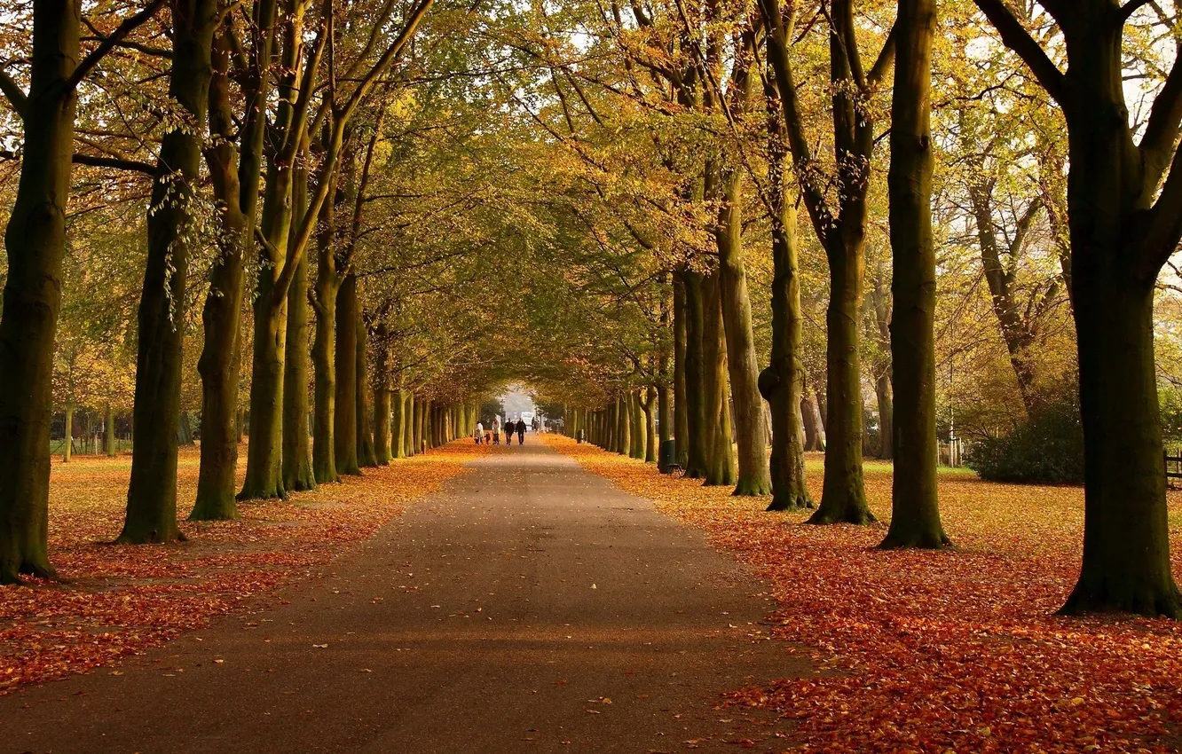 Photo wallpaper road, autumn, leaves, trees, passers-by