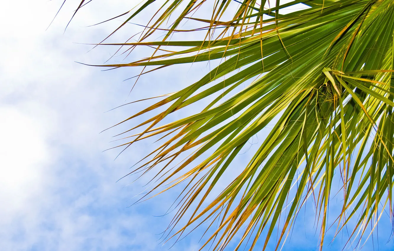 Photo wallpaper the sky, leaves, nature, palm trees