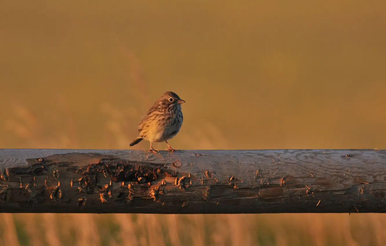 Photo wallpaper bird, focus, Sparrow, log, sparrow, Vesper