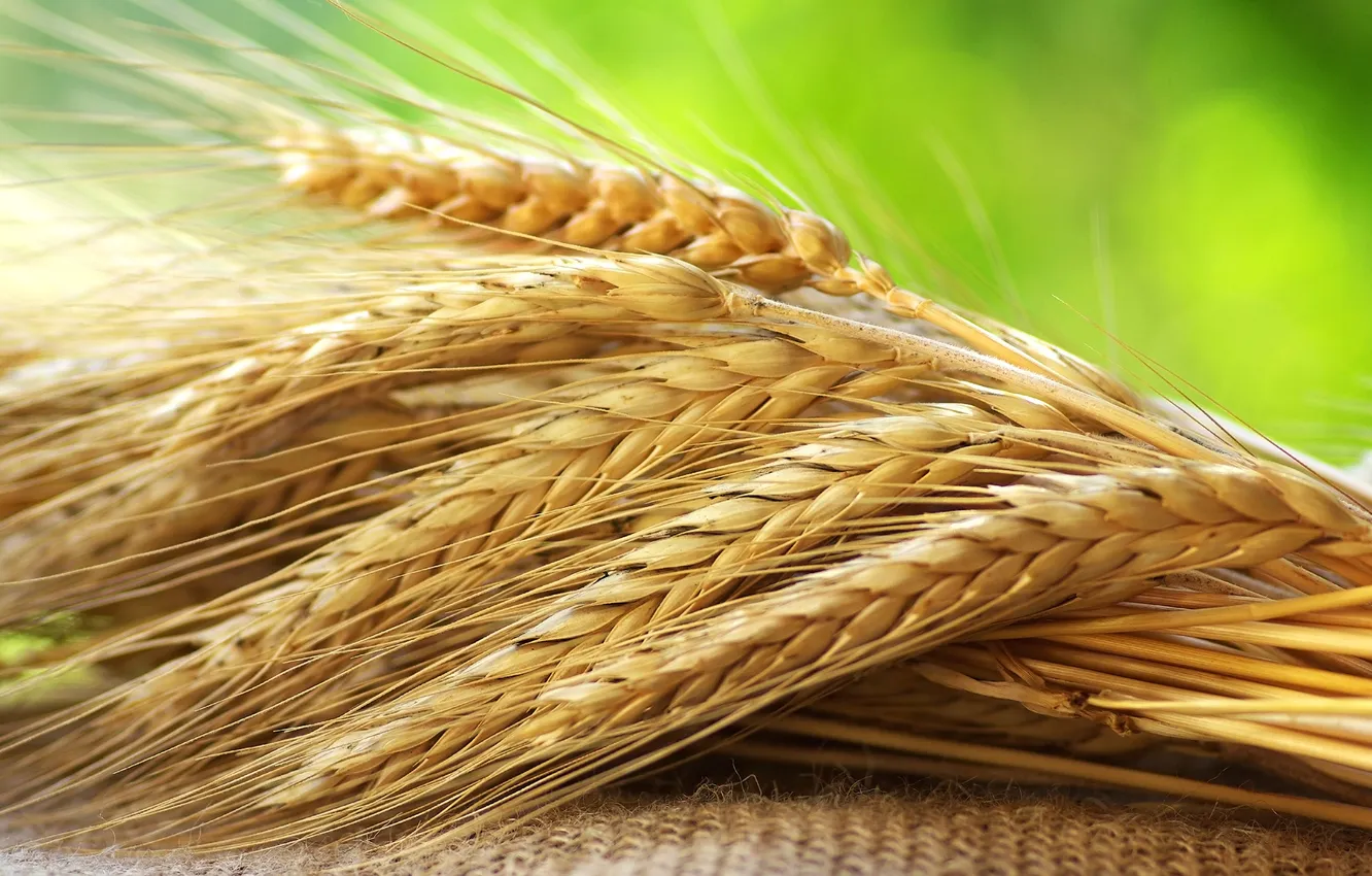 Photo wallpaper macro, harvest, ears, cereals, Rye