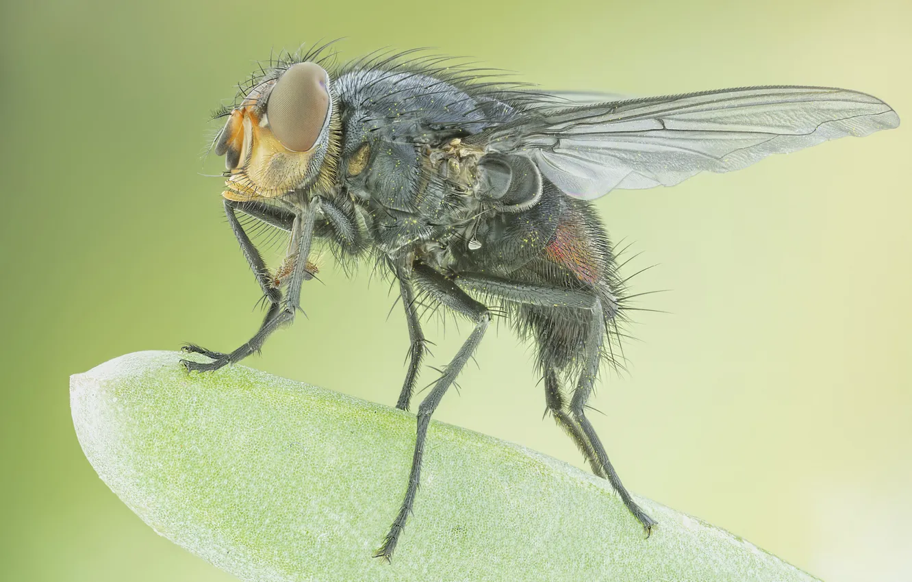 Photo wallpaper macro, fly, background, hairs, proboscis
