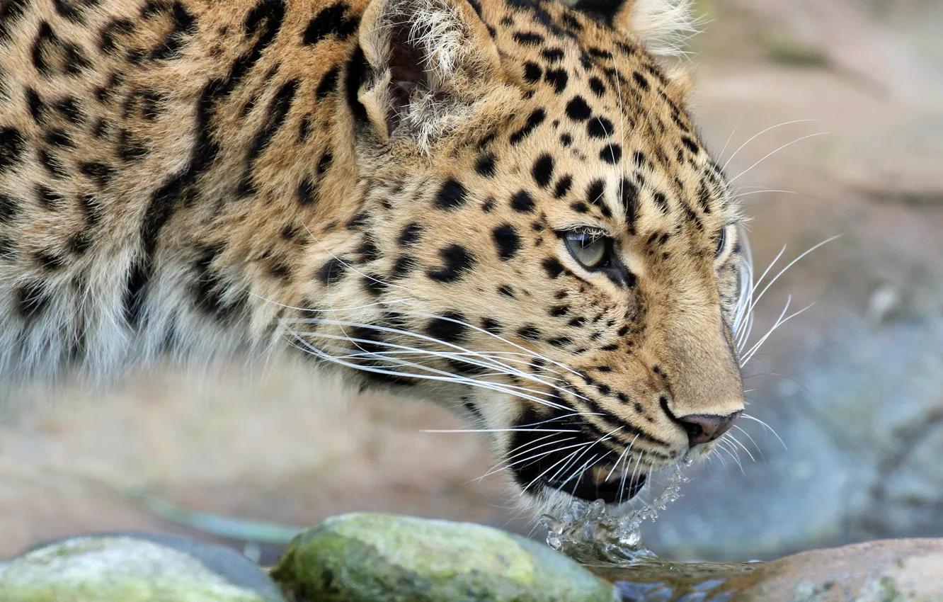 Photo wallpaper cat, face, leopard, Amur