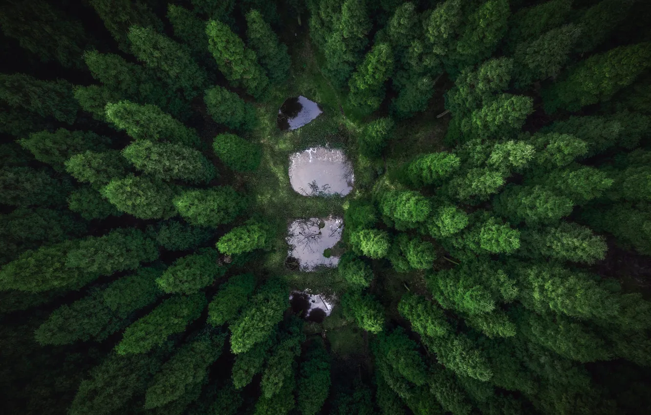 Photo wallpaper forest, water, trees, lake, the, the tops of the trees