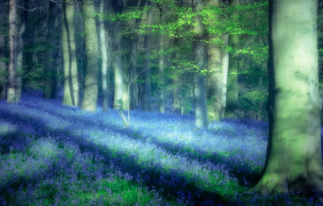 Photo wallpaper greens, forest, light, trees, flowers, glare, mood, blue