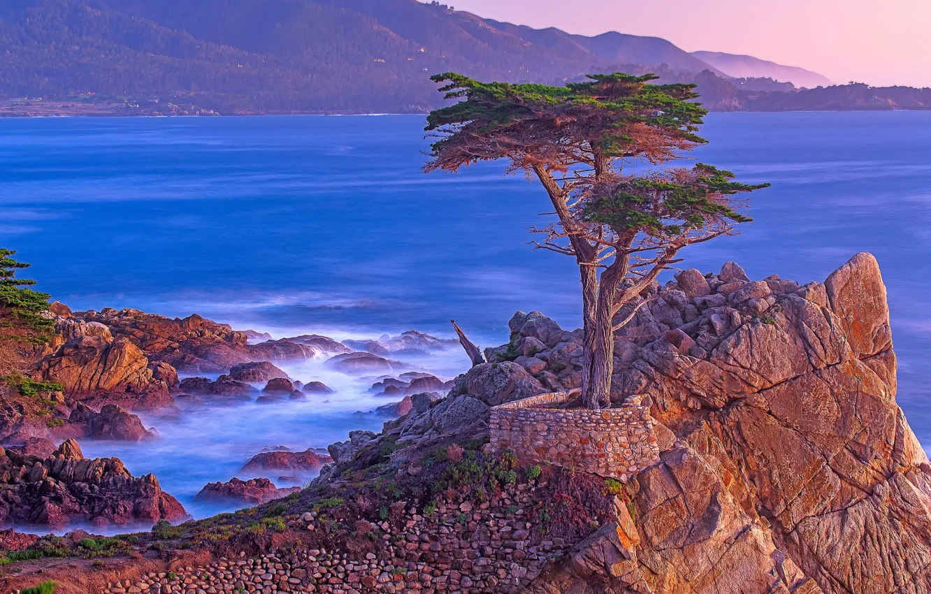 Photo wallpaper sea, tree, rocks, CA, USA, Monterey, Lone Cypress Point