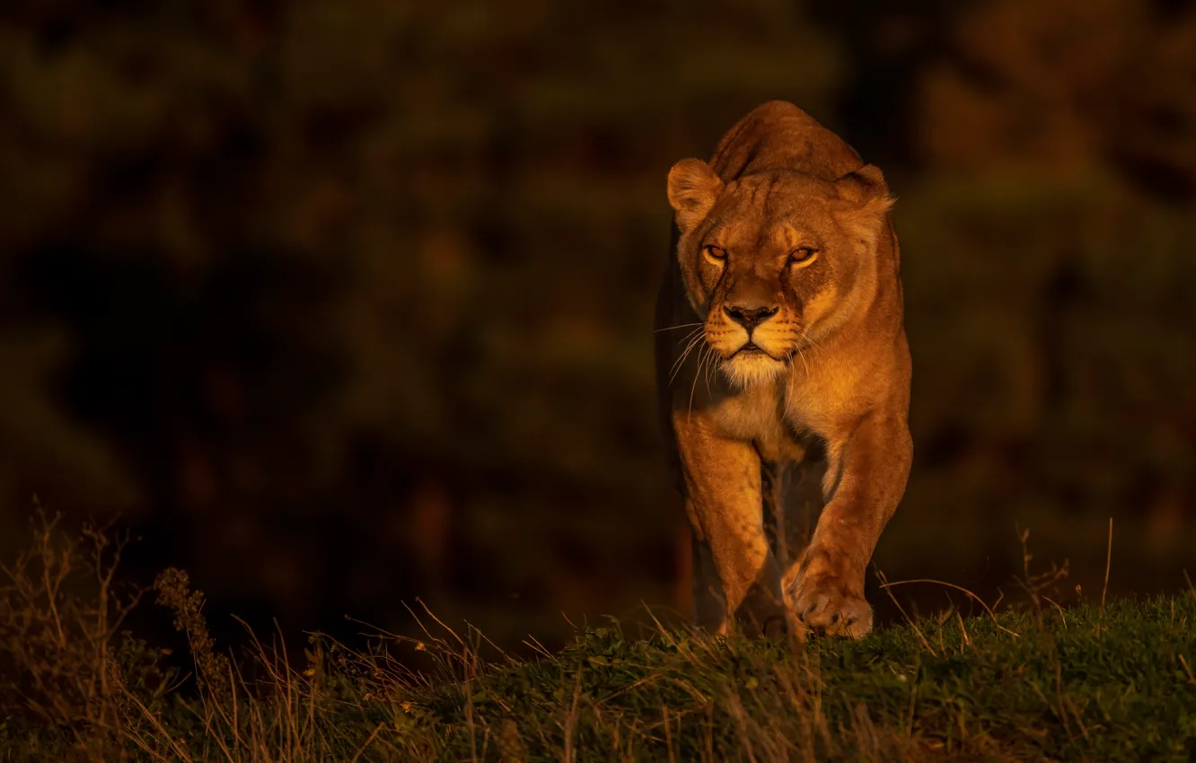 Photo wallpaper light, nature, pose, walk, lioness, wild cat