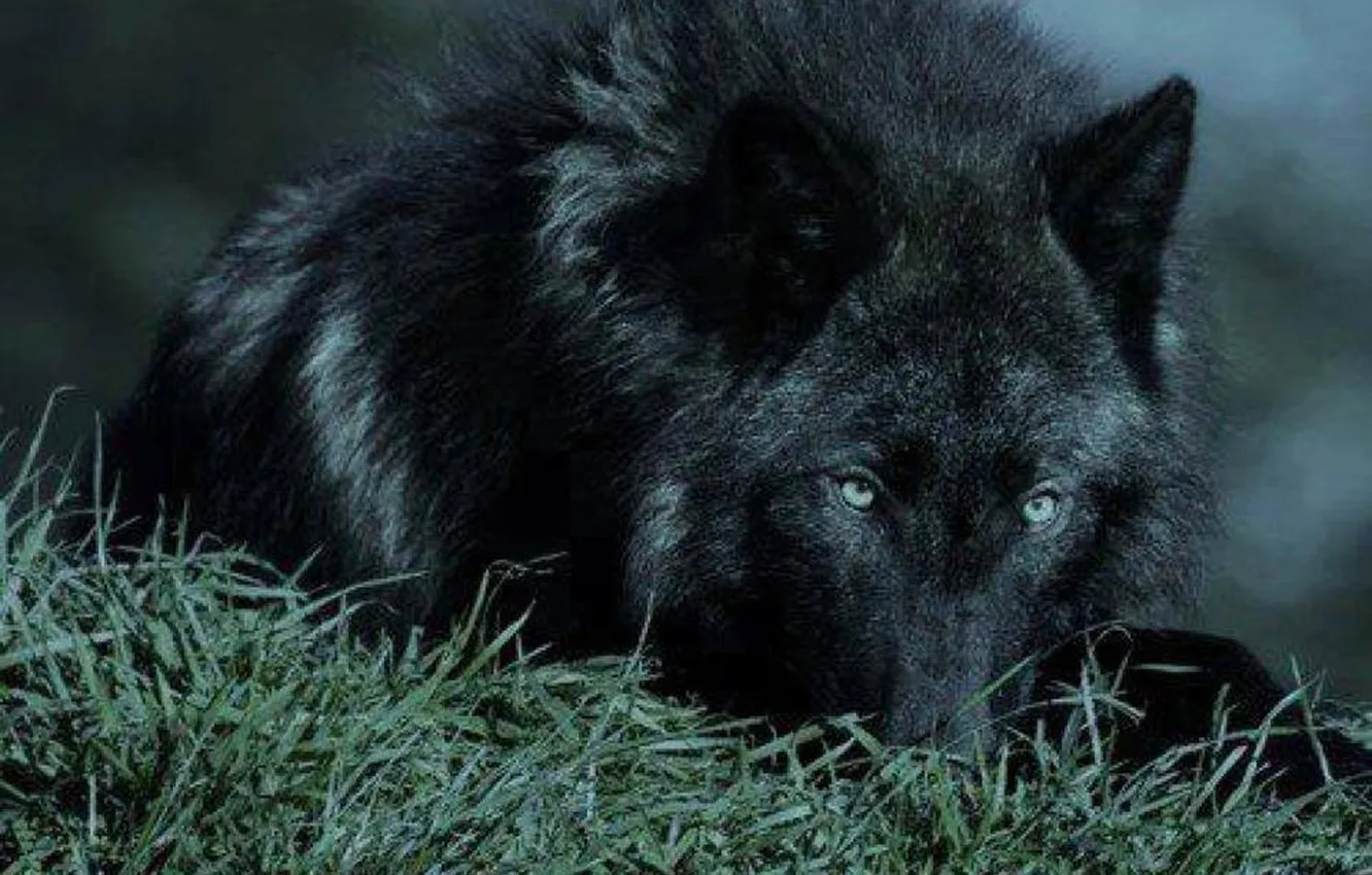 Photo wallpaper Predator, nature, snow, face, animal, wolf, canis lupus, wildlife