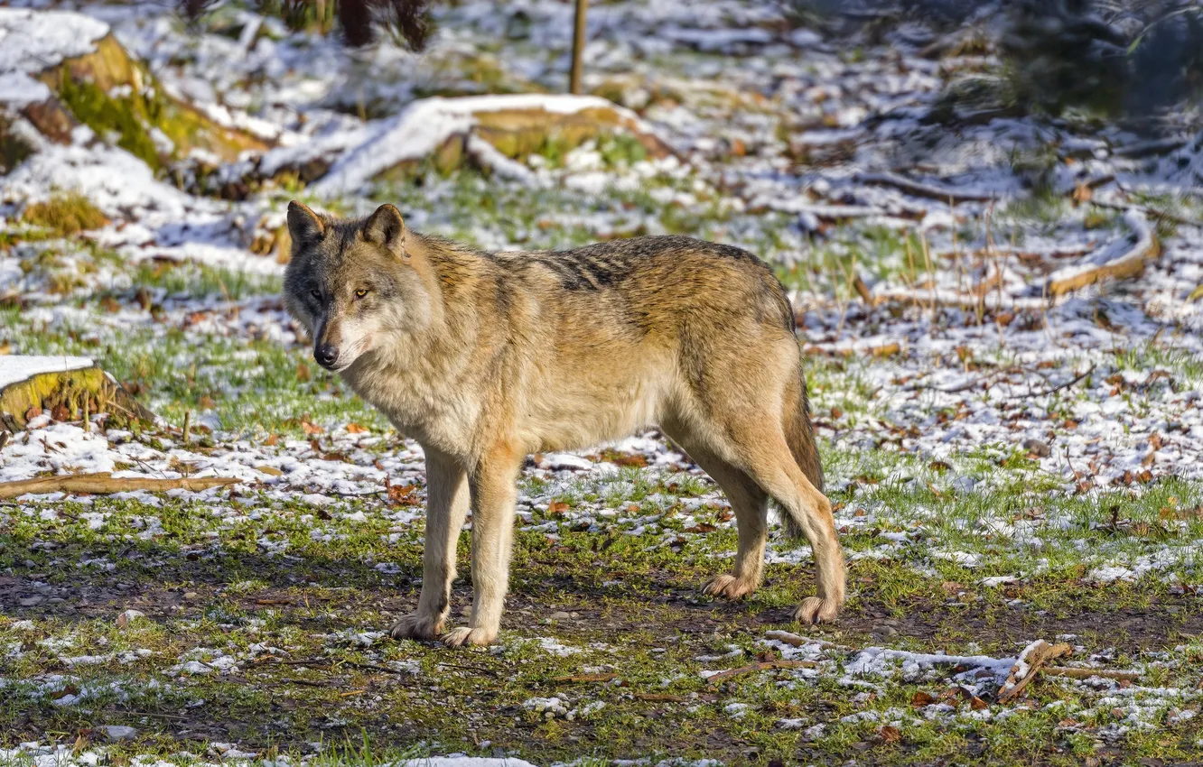 Photo wallpaper nature, face, animal, wolf, wildlife, head, fur, mammal