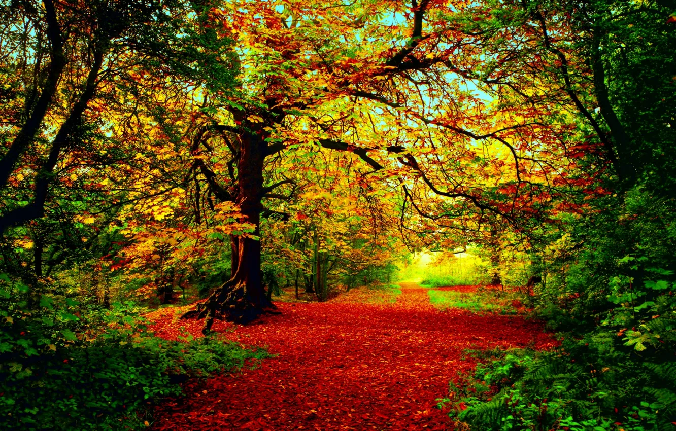 Photo wallpaper autumn, forest, the sun, light, trees, red-yellow-green foliage