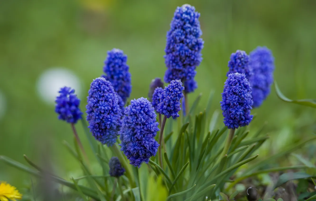 Photo wallpaper flowers, nature, spring, muskarci