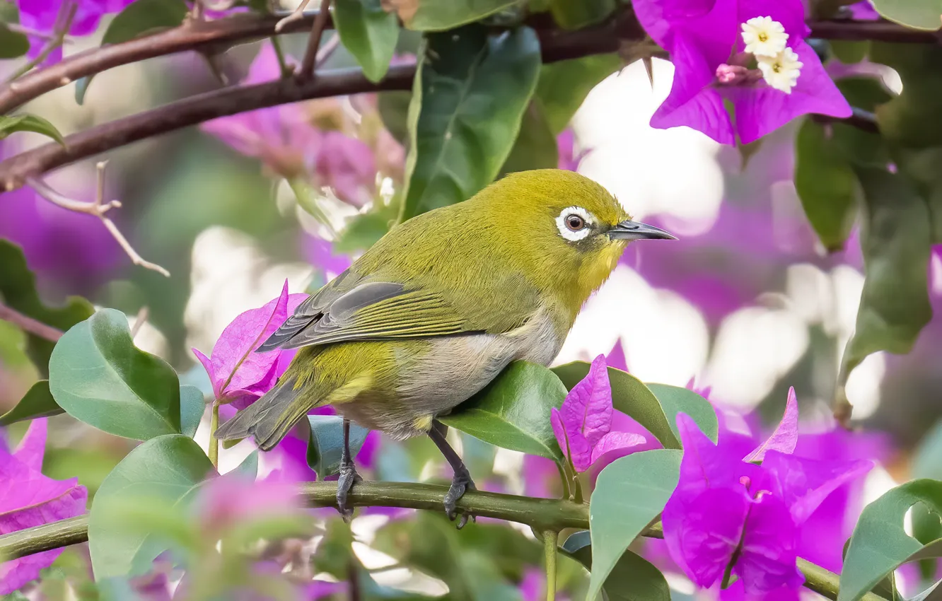 Photo wallpaper flowers, branches, bird, bokeh, Japanese white-eye, bougainvillea