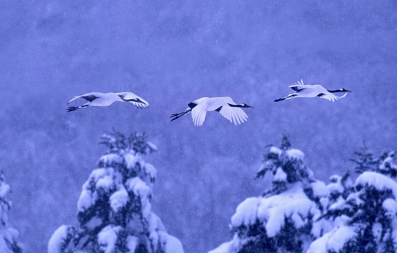 Photo wallpaper winter, snow, birds, Japan, Hokkaido, Japanese crane, National Park akan