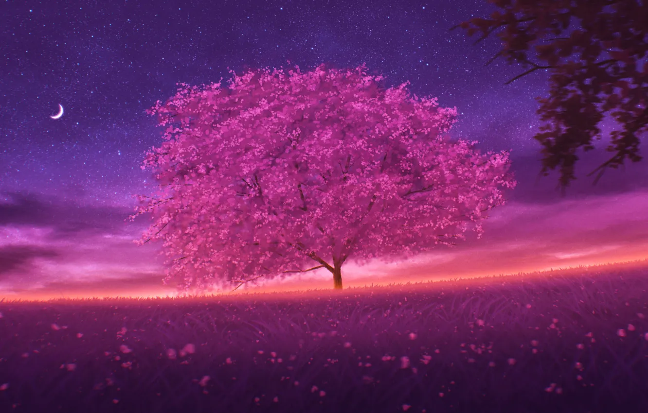 Photo wallpaper the sky, night, spring, Sakura, cvetenie