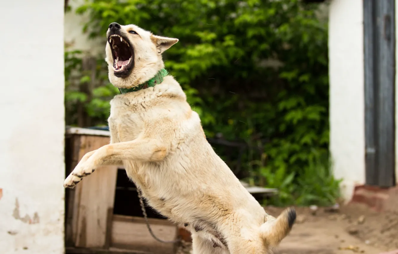 Photo wallpaper animal, dog, teeth, wool, yard, chain, grin, evil