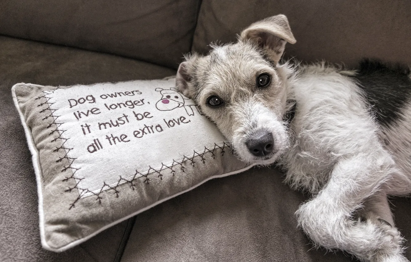 Photo wallpaper look, comfort, grey, background, sofa, the inscription, dog, puppy