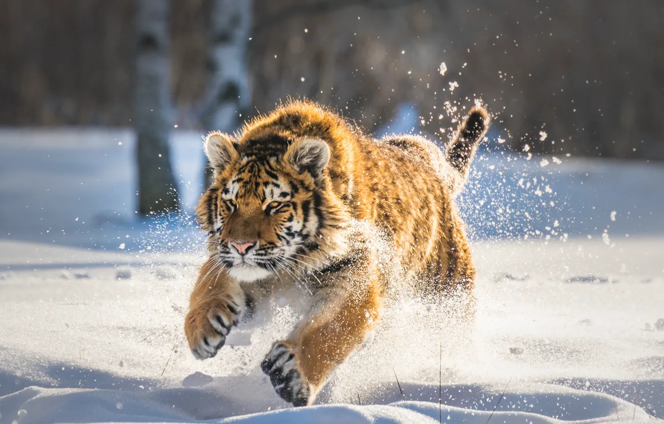 Photo wallpaper winter, snow, tiger