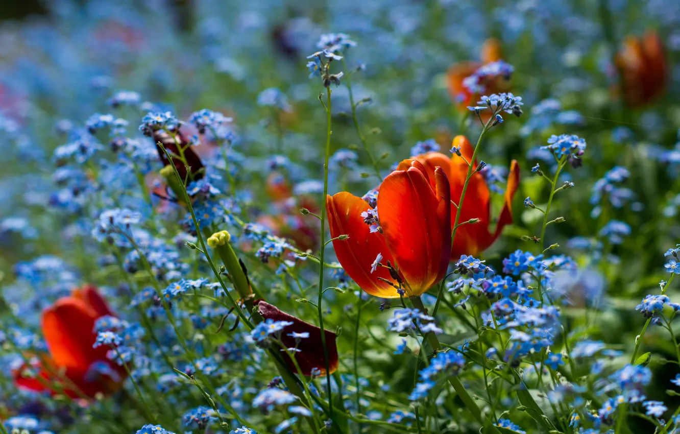 Photo wallpaper flowers, red, blue, bright, spring, garden, tulips, buds