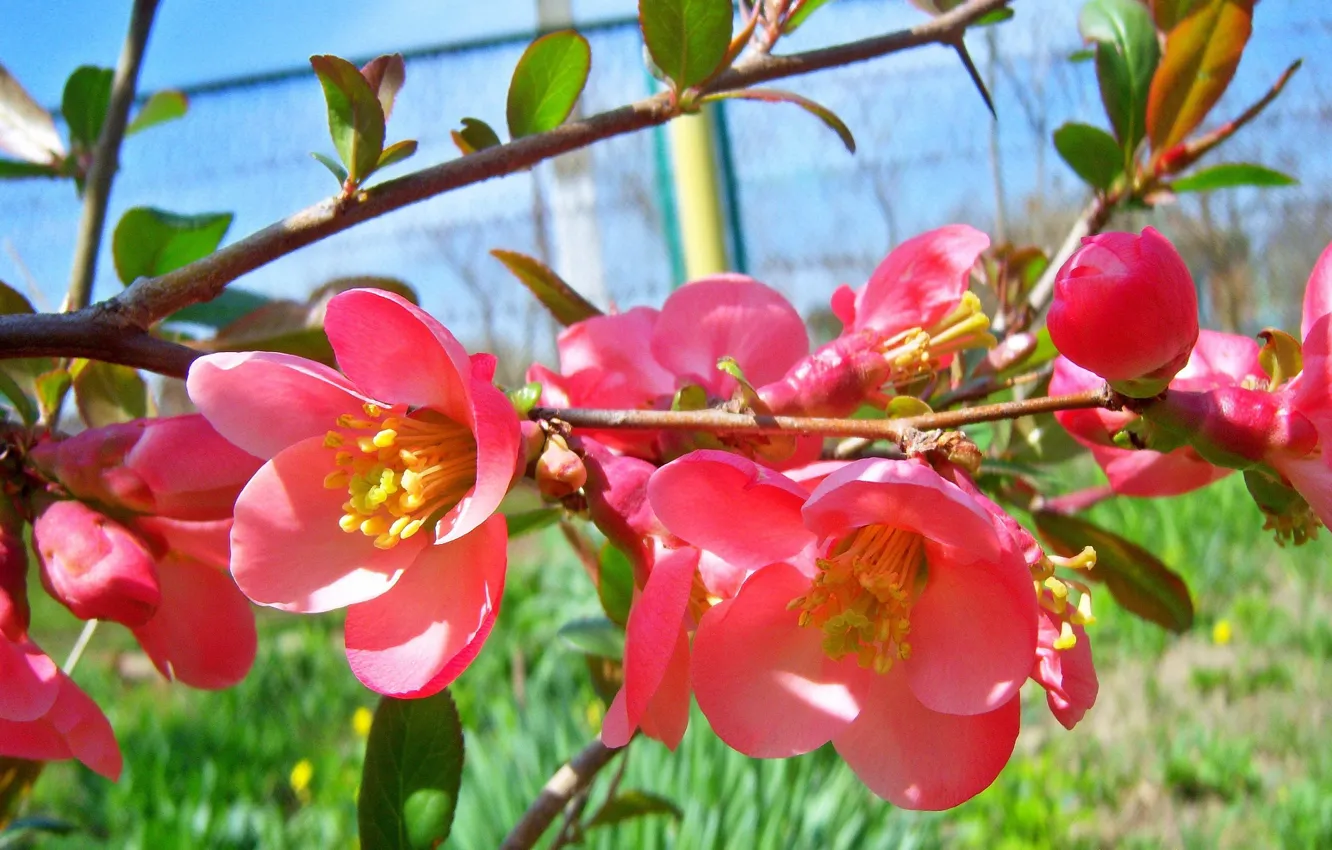 Photo wallpaper flowers, sprig, pink, quince, Meduzanol ©