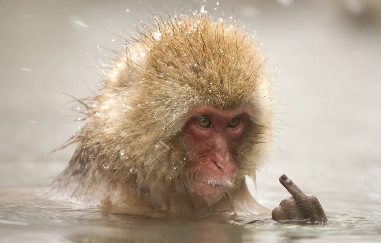 Photo wallpaper face, water, the situation, bathing, monkey, fingers, middle finger, monkey