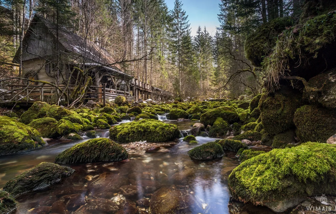 Photo wallpaper forest, trees, house, stream, stones, moss, Austria