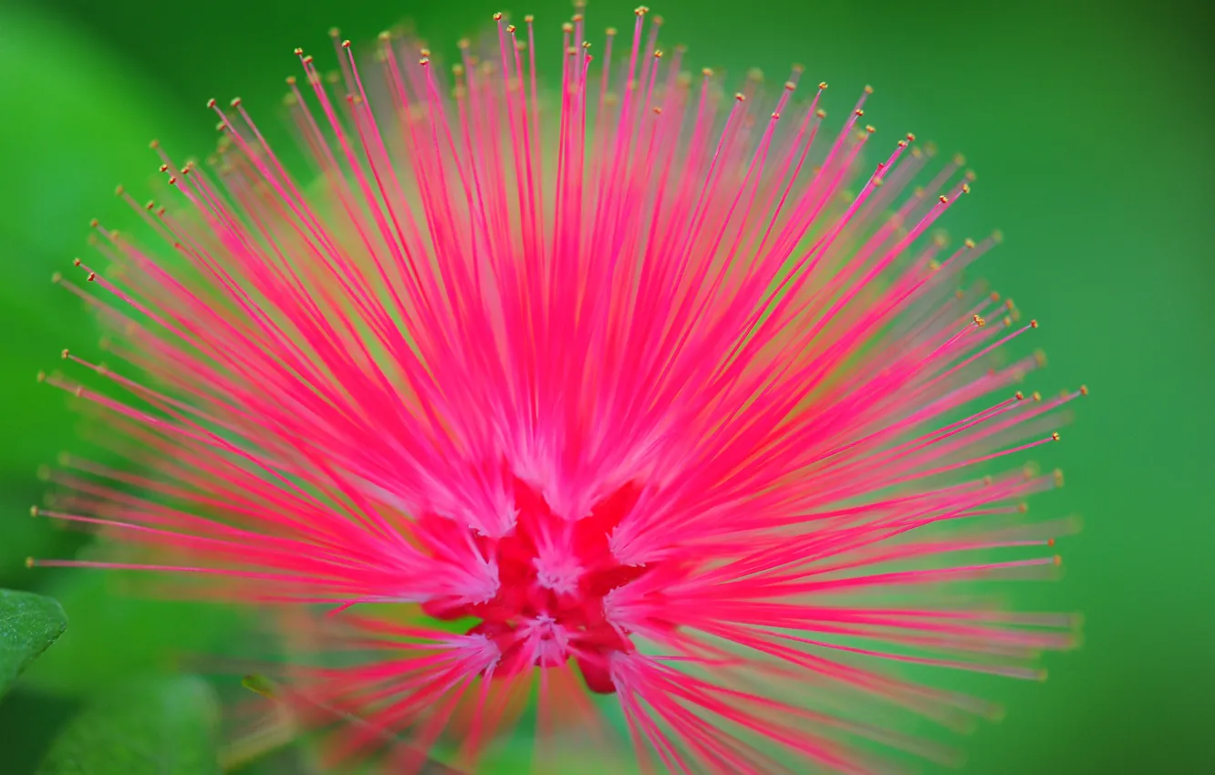 Photo wallpaper flowers, background, blur, flowers