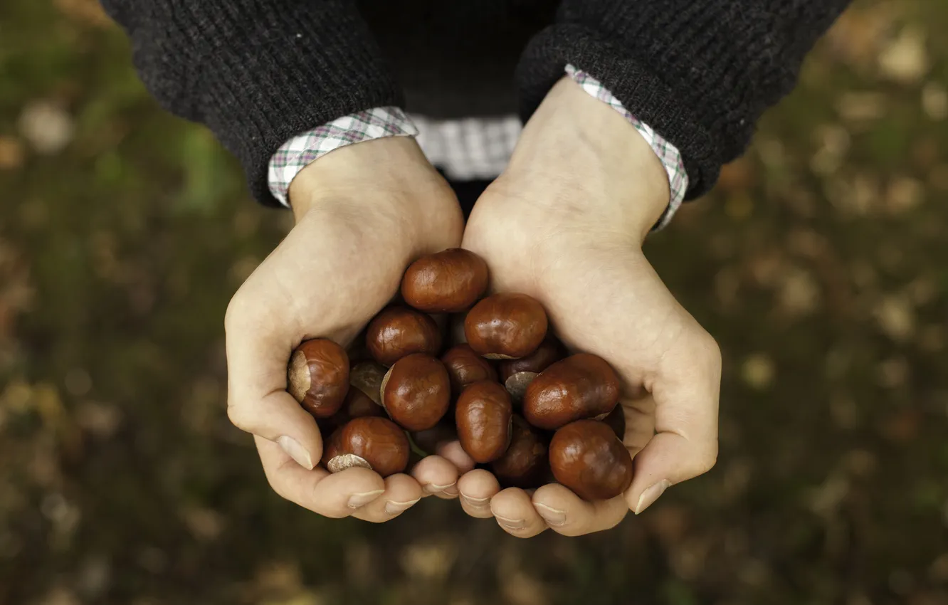 Photo wallpaper hands, brown, chestnuts