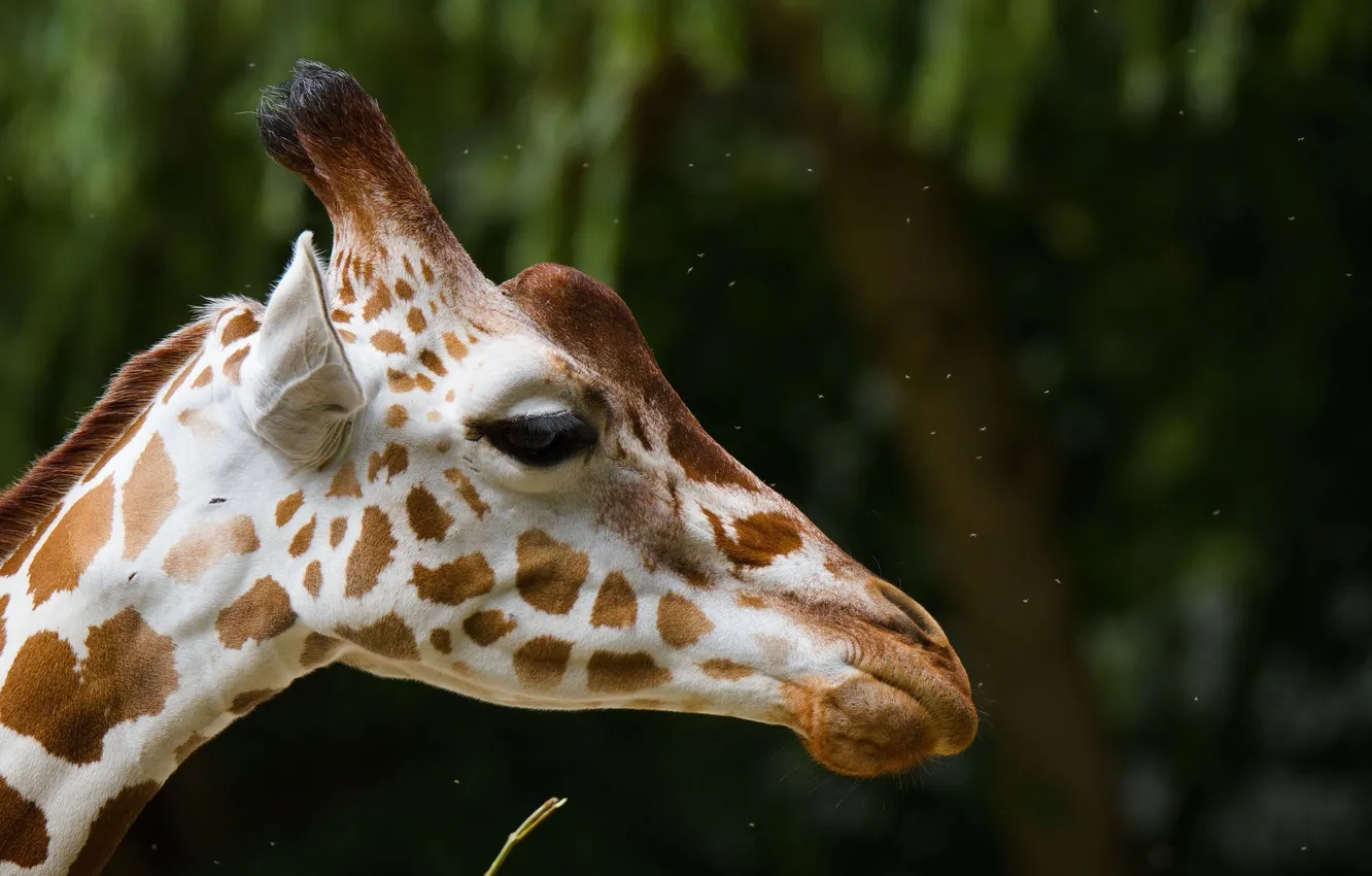 Photo wallpaper face, giraffe, spot, profile