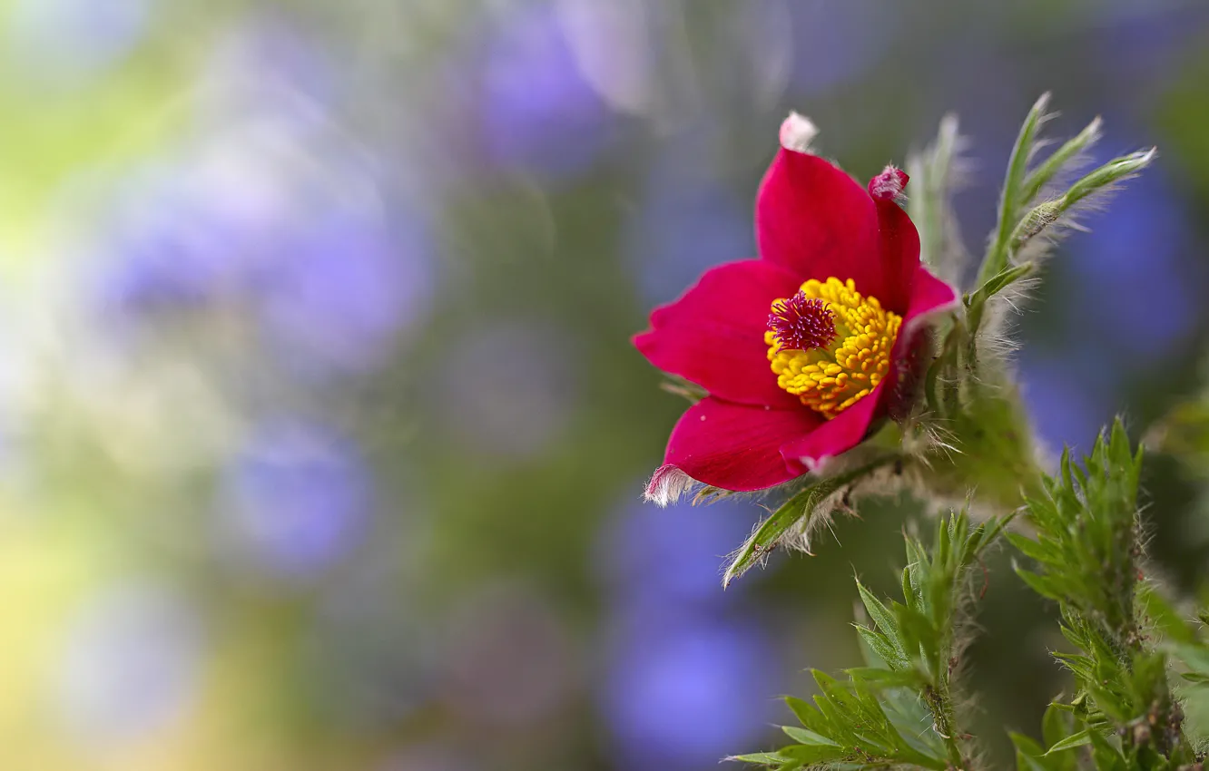 Photo wallpaper flower, red, background, blur