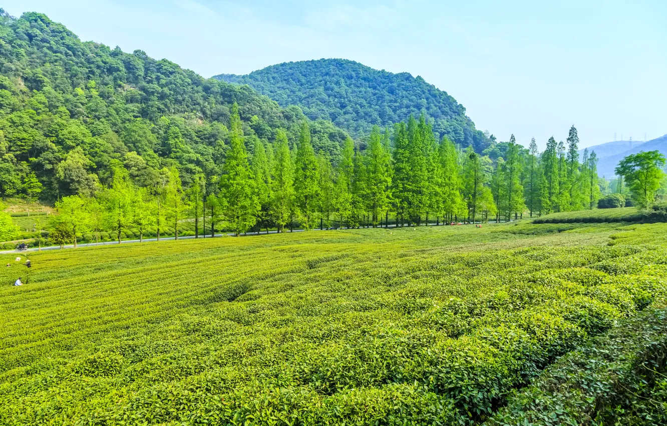 Photo wallpaper trees, landscape, mountains, nature, China