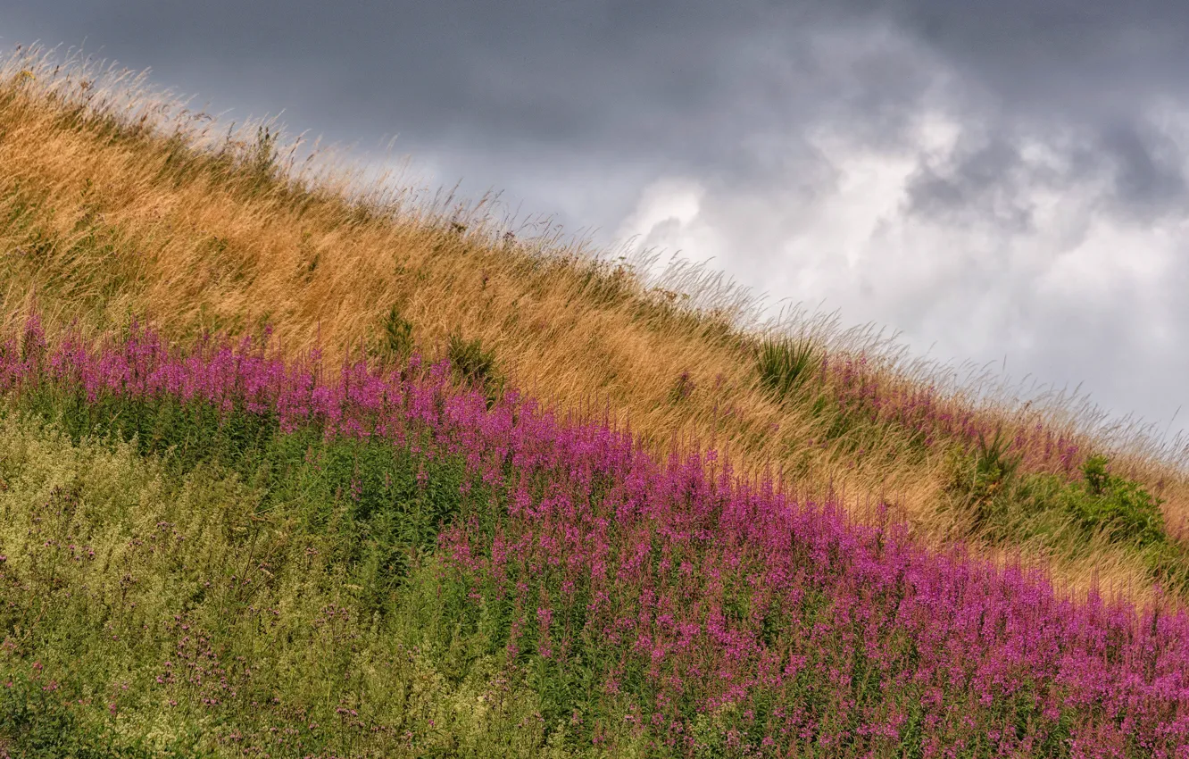 Photo wallpaper summer, the sky, grass, clouds, flowers, nature, thickets, hills