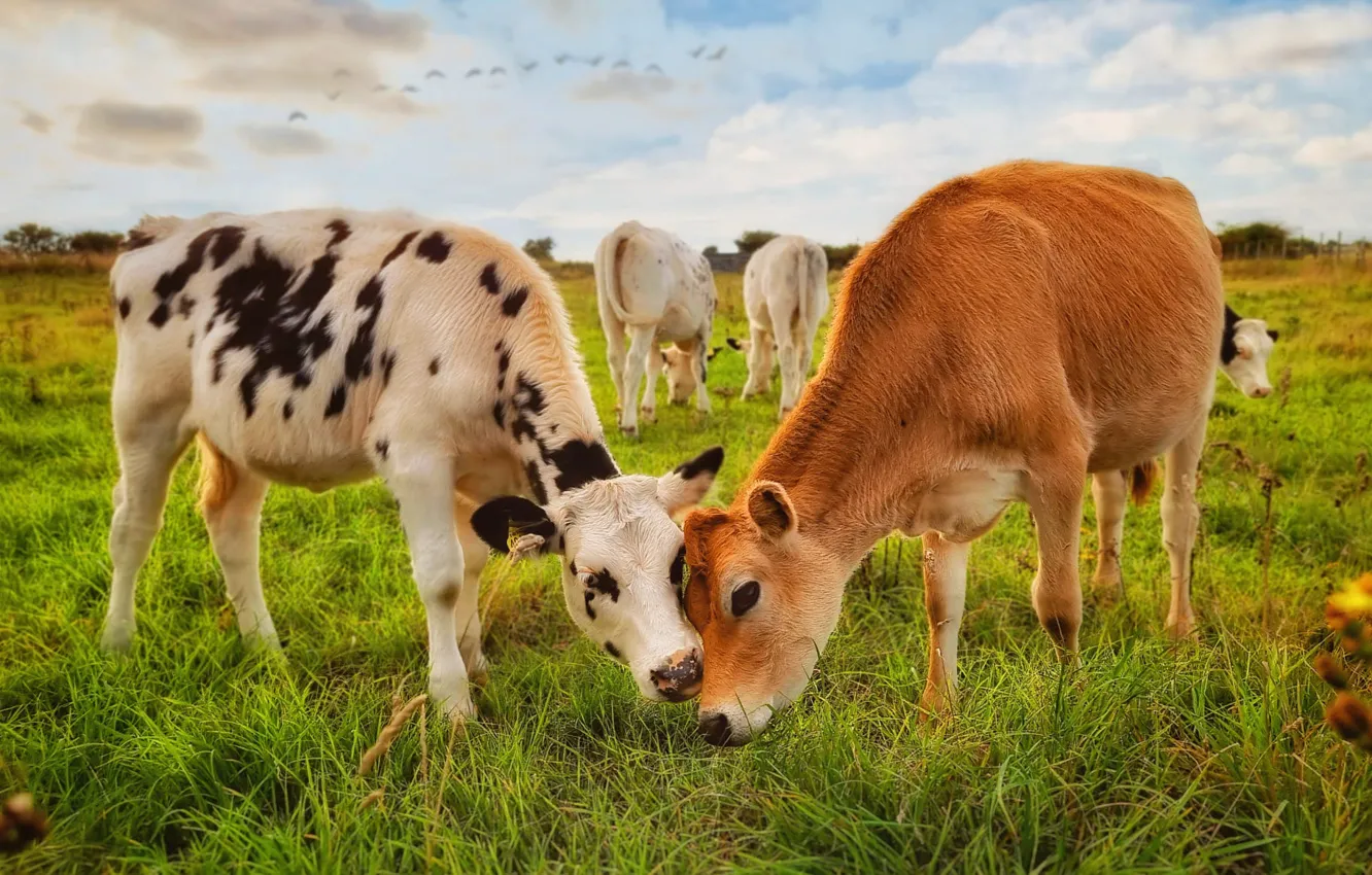 Photo wallpaper field, clouds, two, cows, a couple, calf