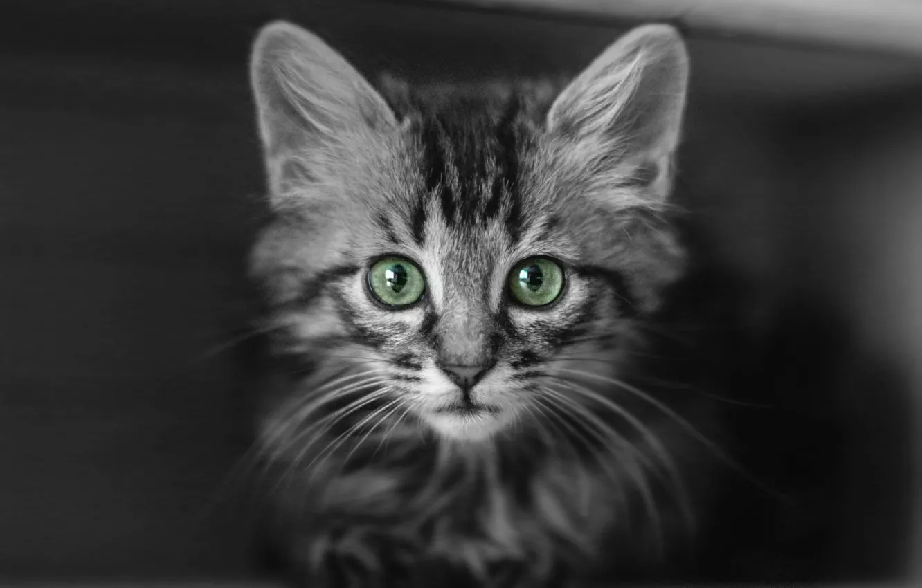 Photo wallpaper cat, cat, look, pose, face
