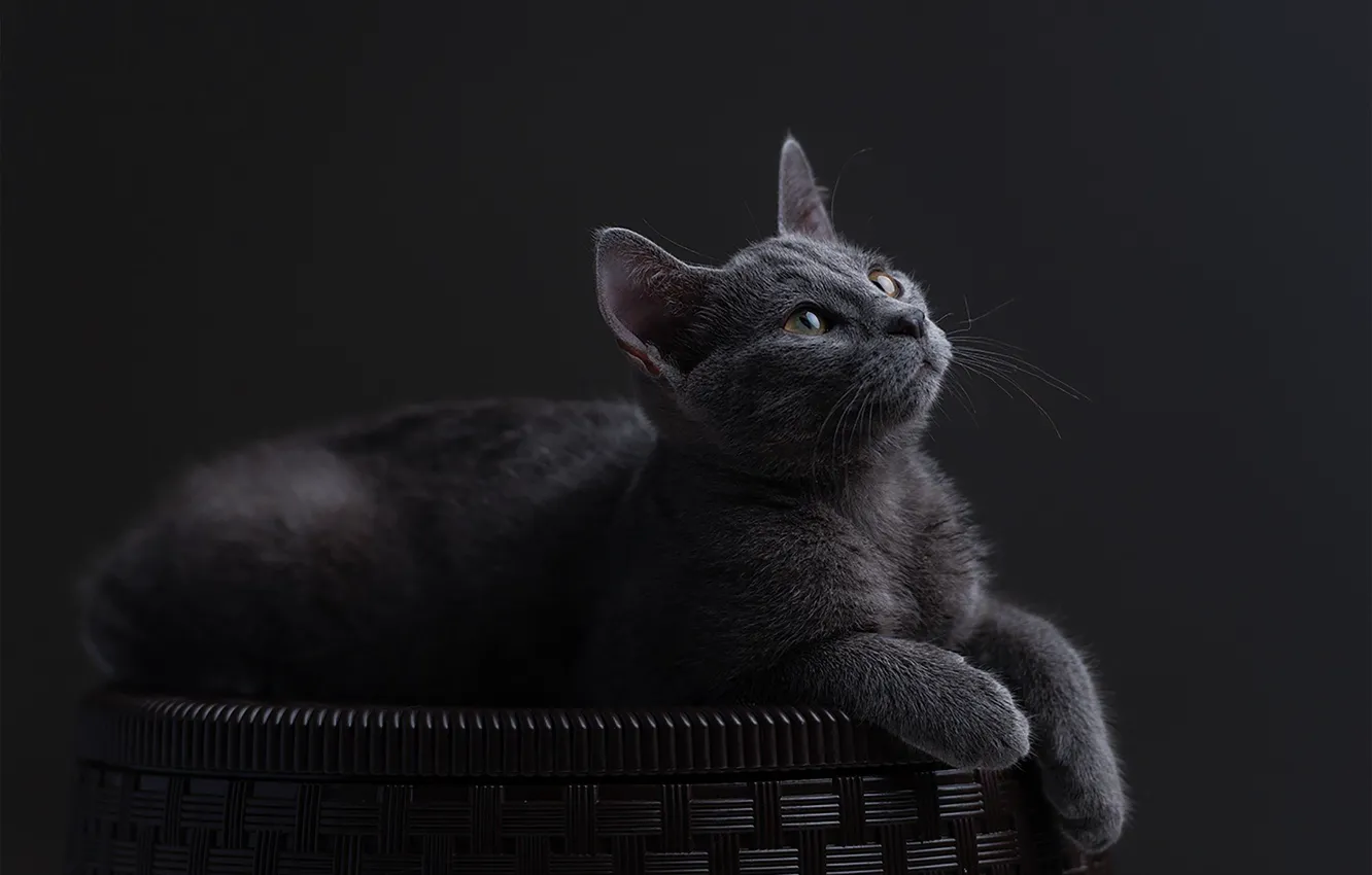 Photo wallpaper cat, Russian blue, Sid Lee