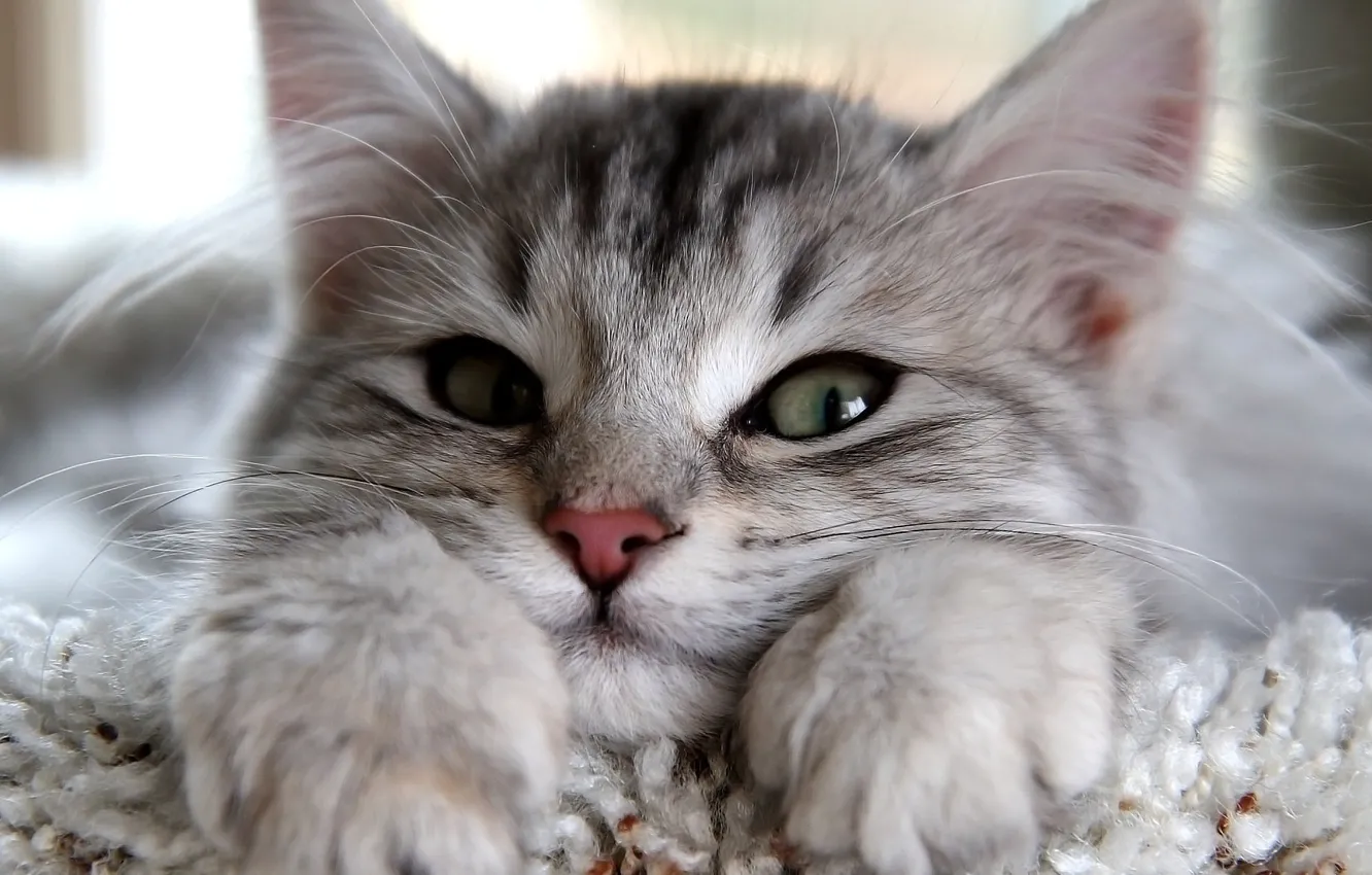 Photo wallpaper cat, eyes, cat, look, grey, paws, ears, looks