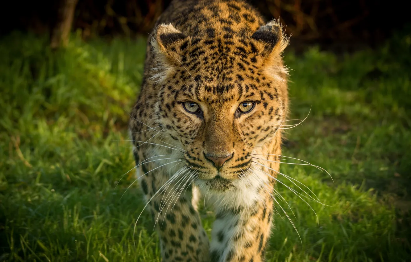 Photo wallpaper greens, look, face, leopard