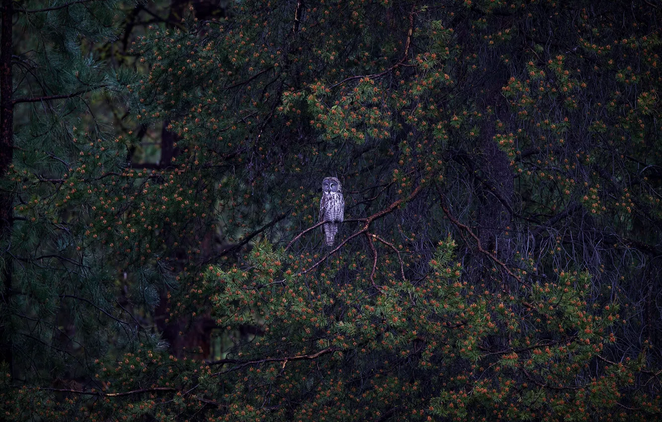 Photo wallpaper nature, owl, bumps, trees, needles, bird, branches, forest