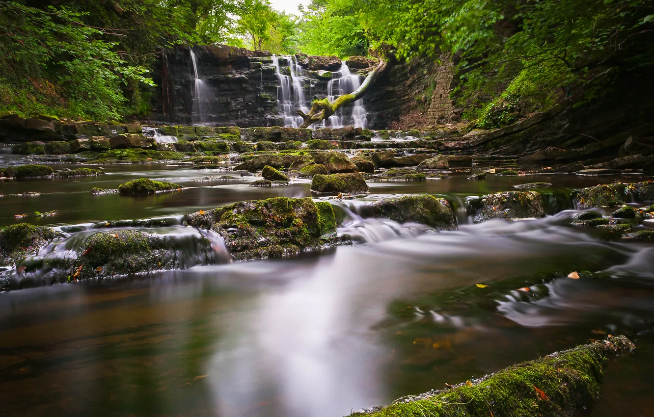 Photo wallpaper forest, trees, river, stones, rocks, waterfall, stream