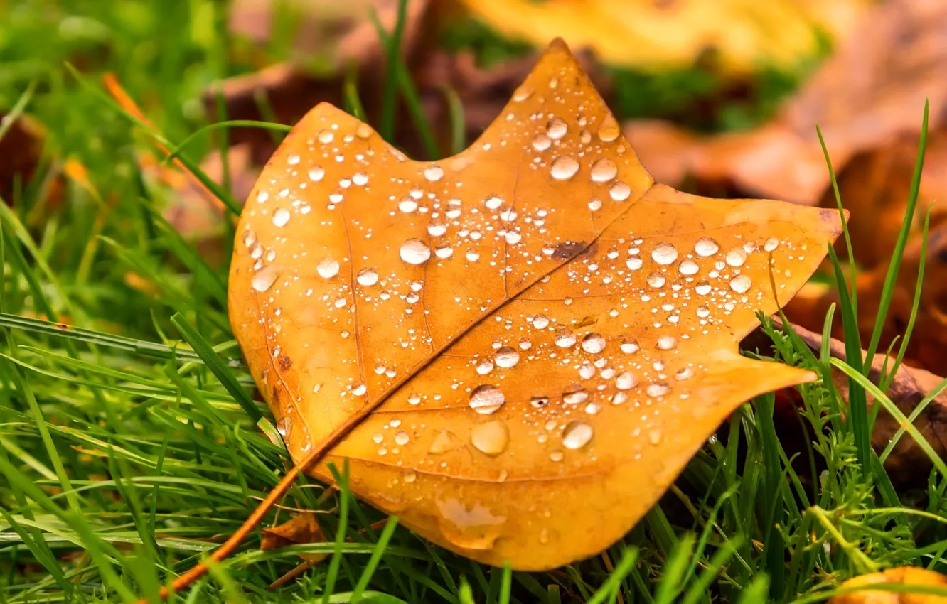 Photo wallpaper autumn, grass, leaves, drops, macro, nature