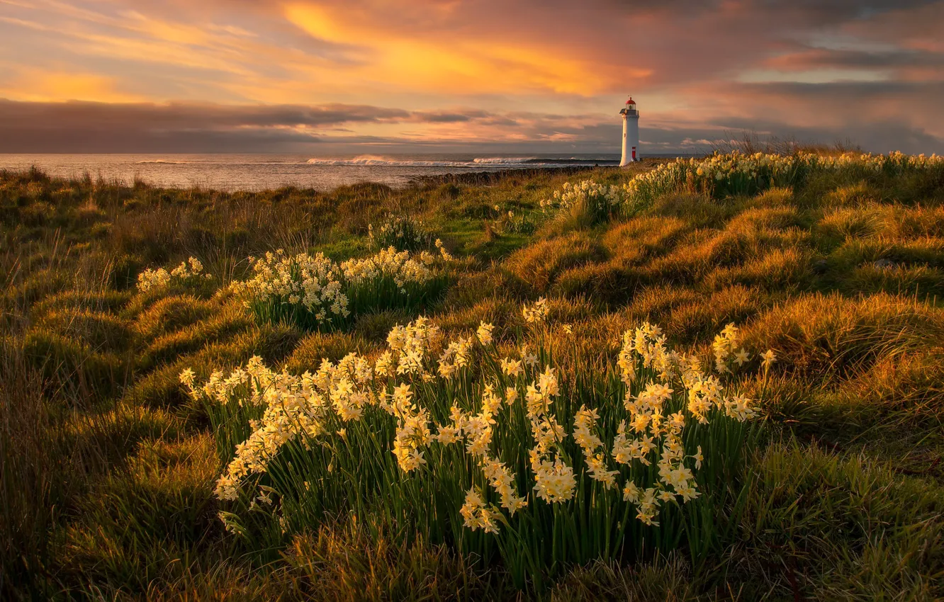 Photo wallpaper flowers, lighthouse, spring, daffodils