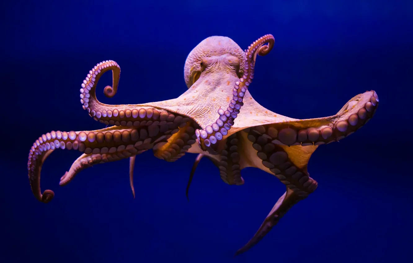 Photo wallpaper octopus, marine invertebrates, cephalopod, marine biology, organism