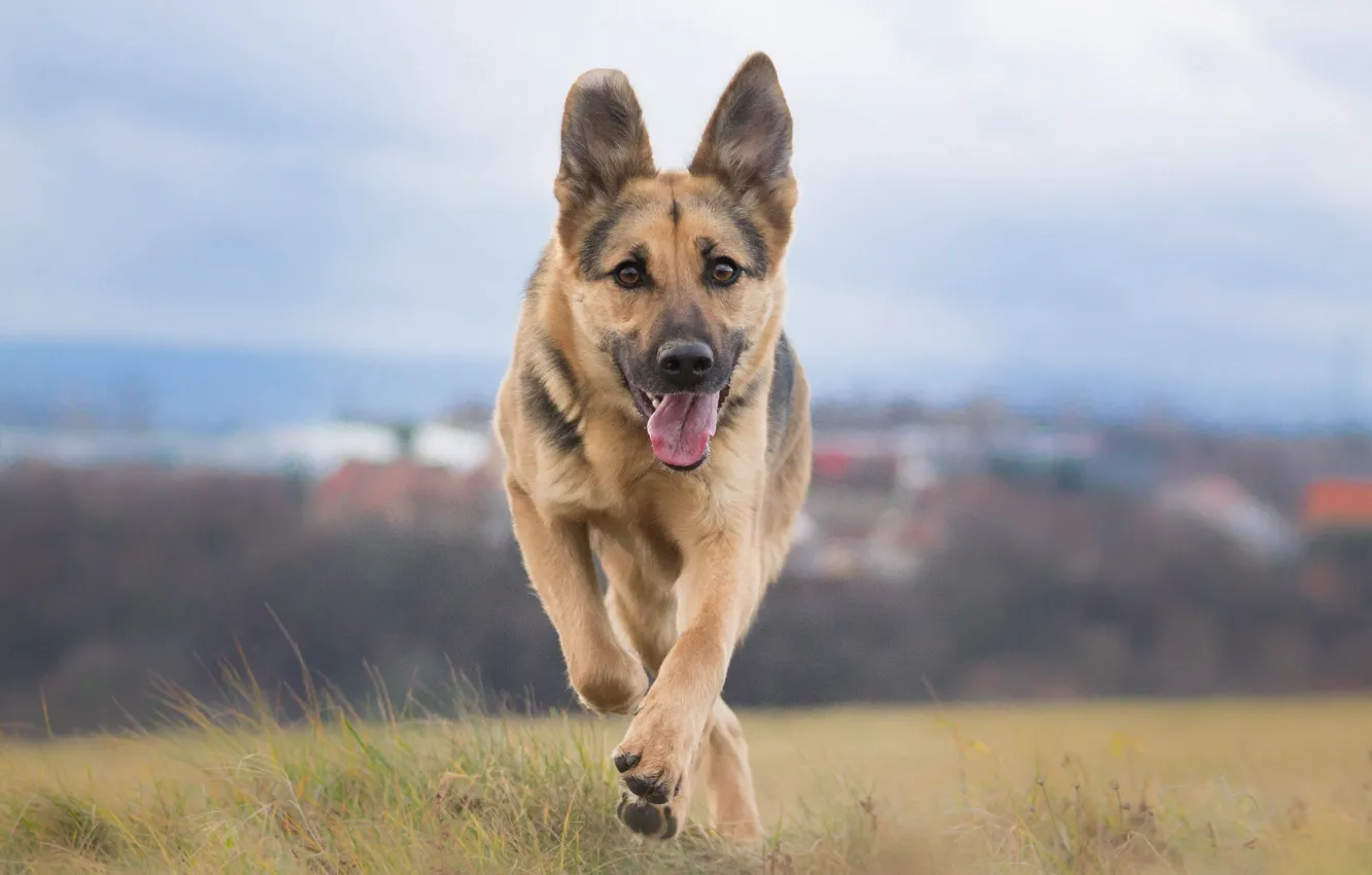 Photo wallpaper dog, walk, shepherd