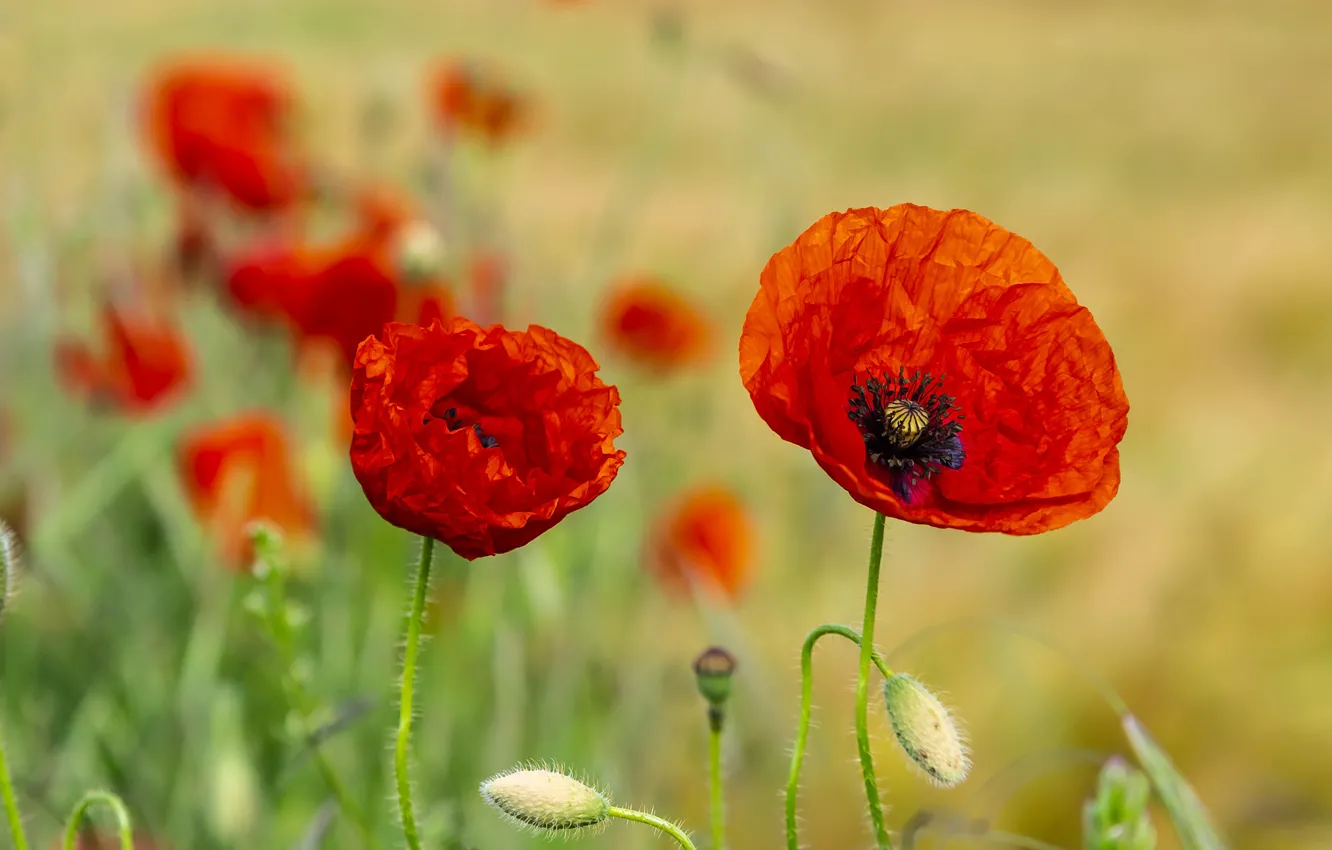 Photo wallpaper red, flowers, background, nature, al, a couple, petals, Mac