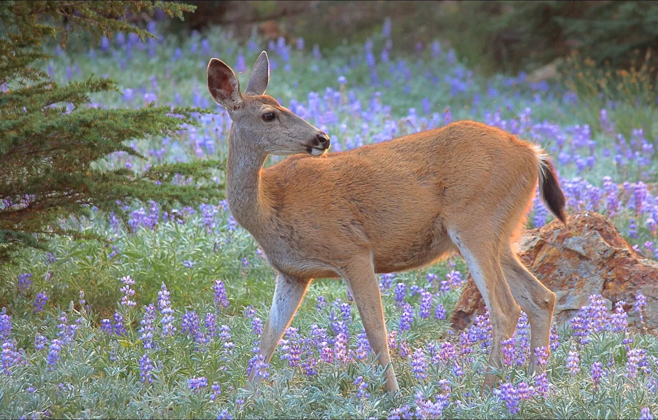 Photo wallpaper nature, animal, ROE