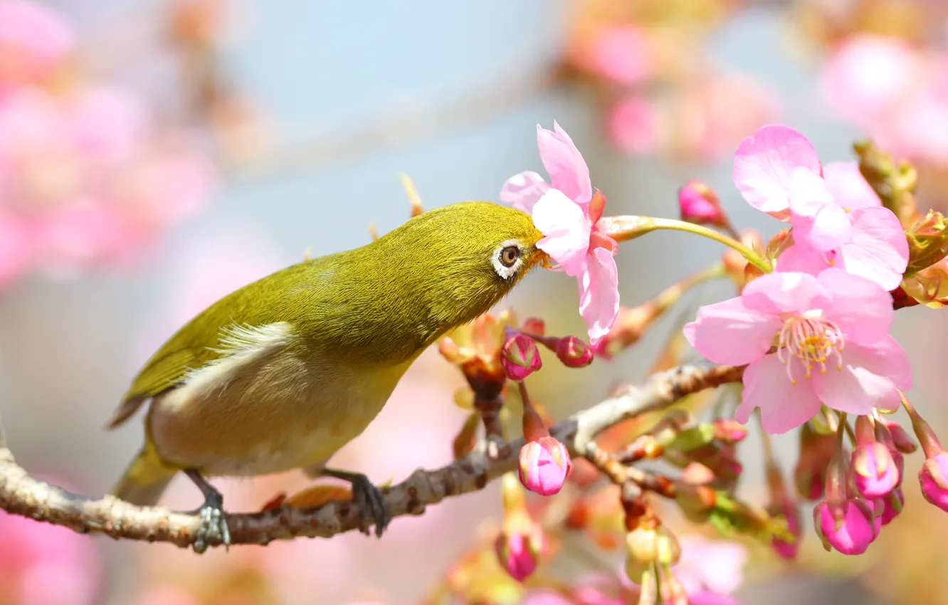 Photo wallpaper flowers, bird, spring, Sakura