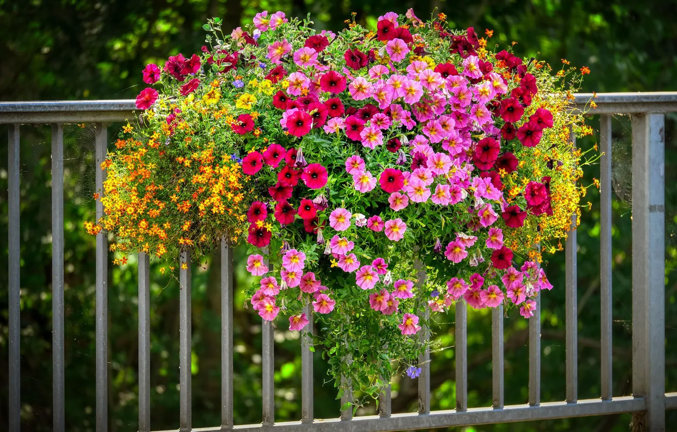 Photo wallpaper colorful, petunias, on the fence
